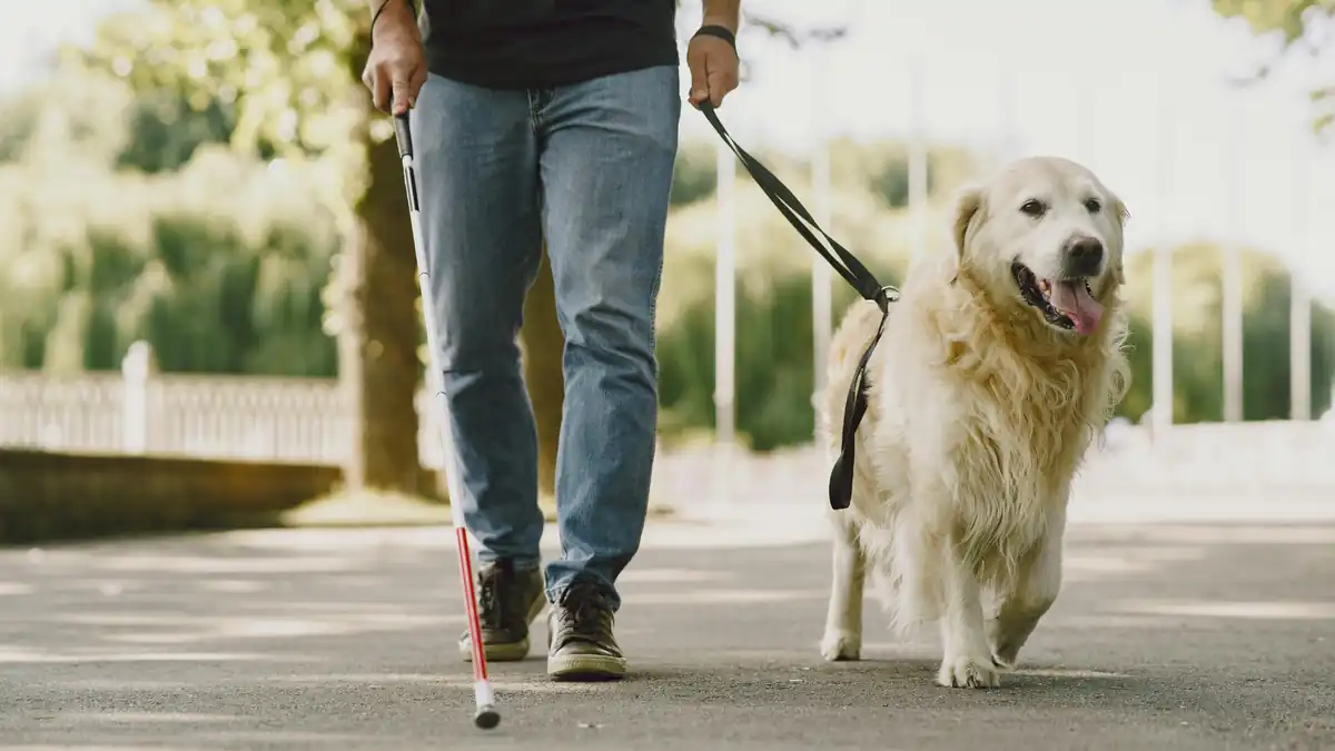 Handler walking with a golden retriever service dog