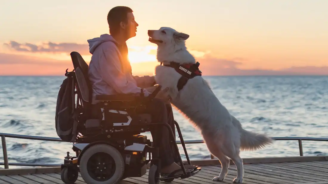 Man in a wheelchair with his psychiatric service dog at sunset by the sea
