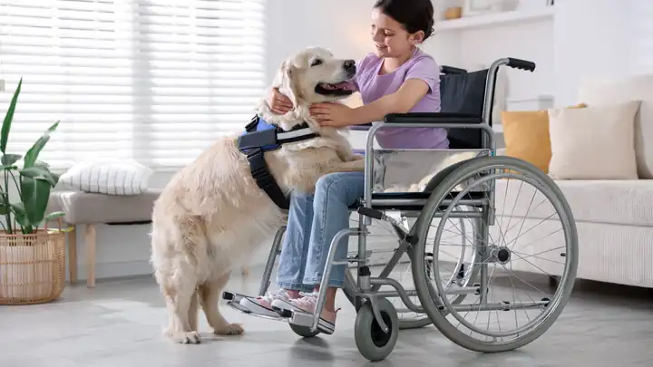 Woman in a wheelchair at home with her service dog