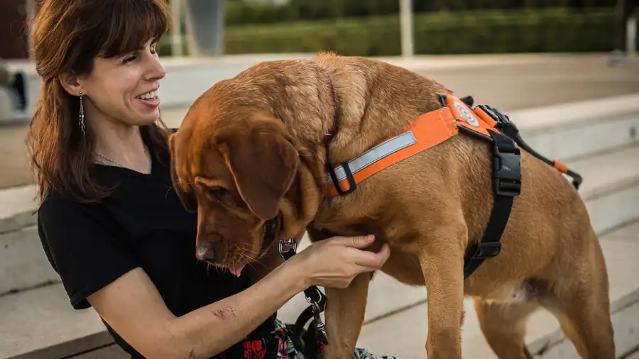 Handler working with a large service dog wearing an orange harness