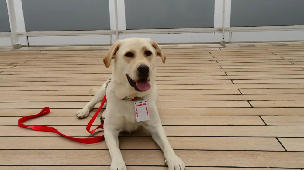 Labrador service dog resting with its ID tag and leash