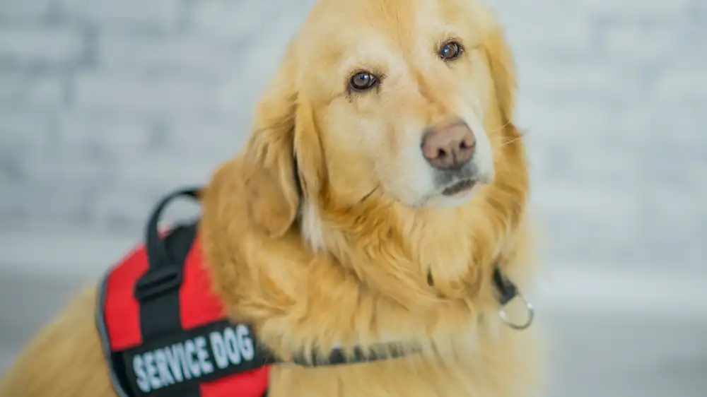 Golden retriever wearing a service dog vest
