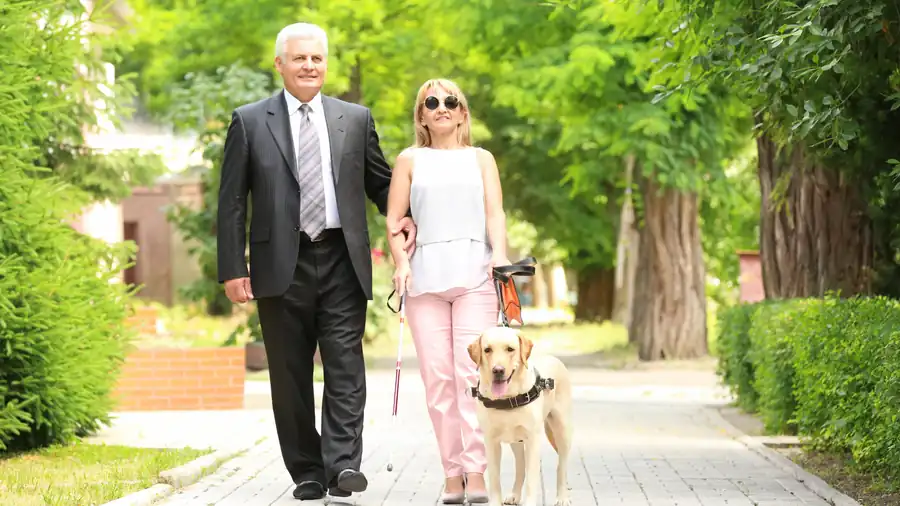 Couple walking a service dog through a park