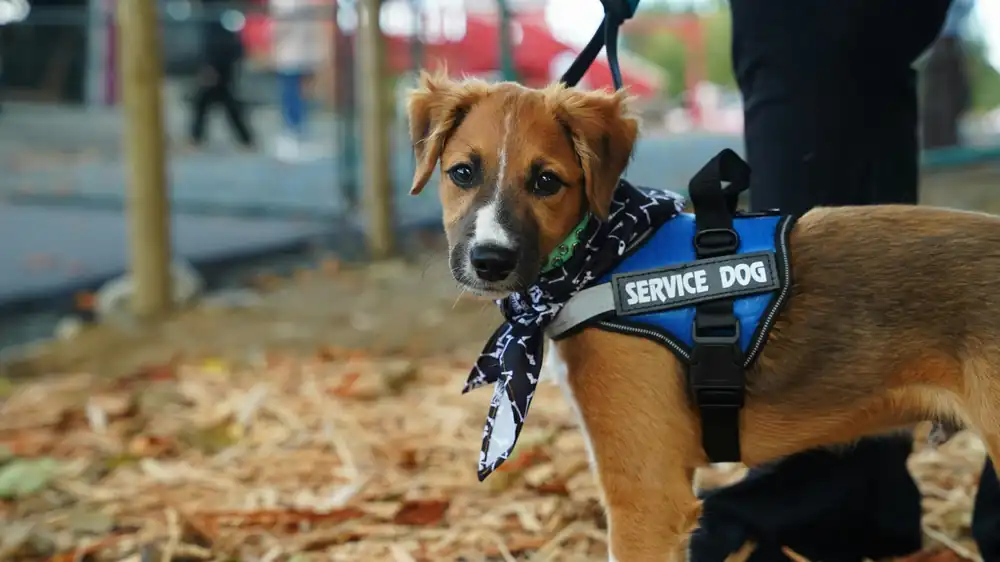 Service dog in a harness on a city sidewalk