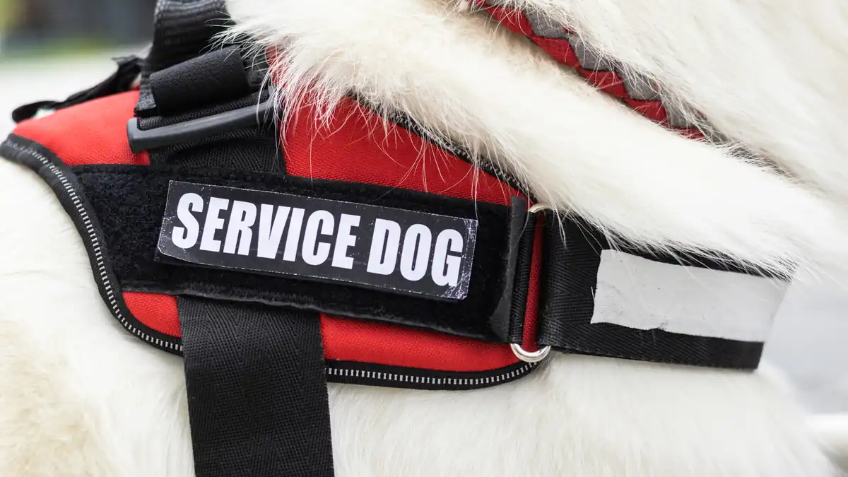 Close-up of a red service dog vest