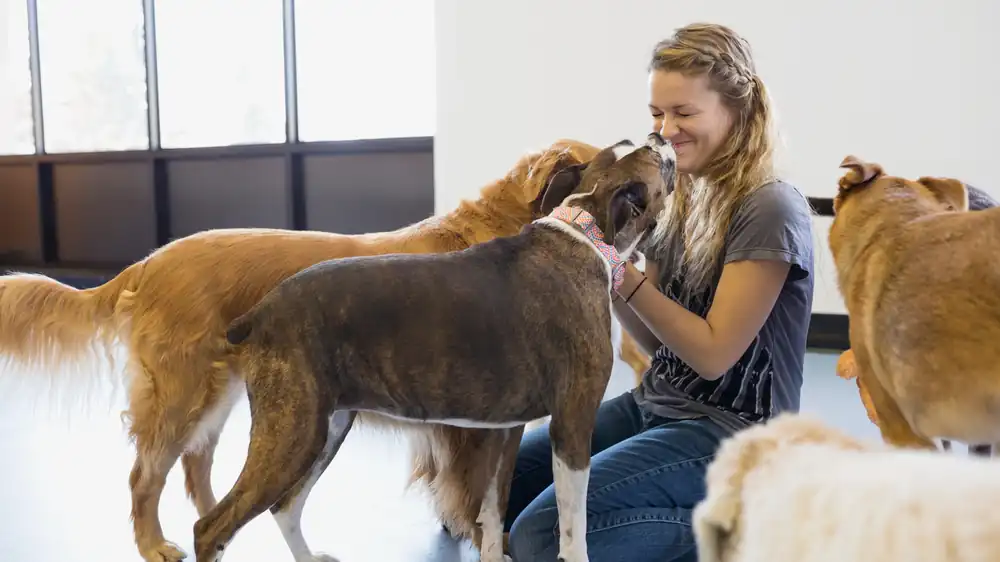 Woman smiling with several dogs