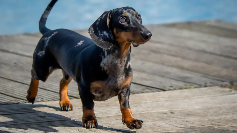 Dachshund standing on a wooden deck