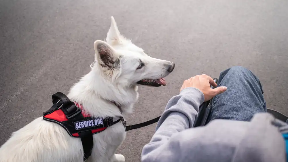 Handler sitting with a white service dog
