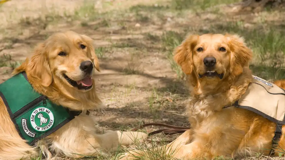 Two golden retrievers in working vests resting outdoors