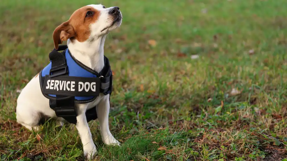 Service dog in a blue vest sitting on grass