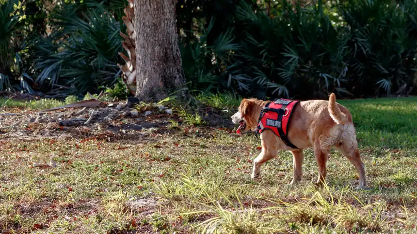 Small service dog in a harness walking in a park