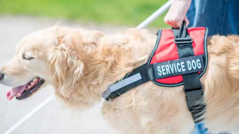Golden retriever service dog guiding a handler with a cane